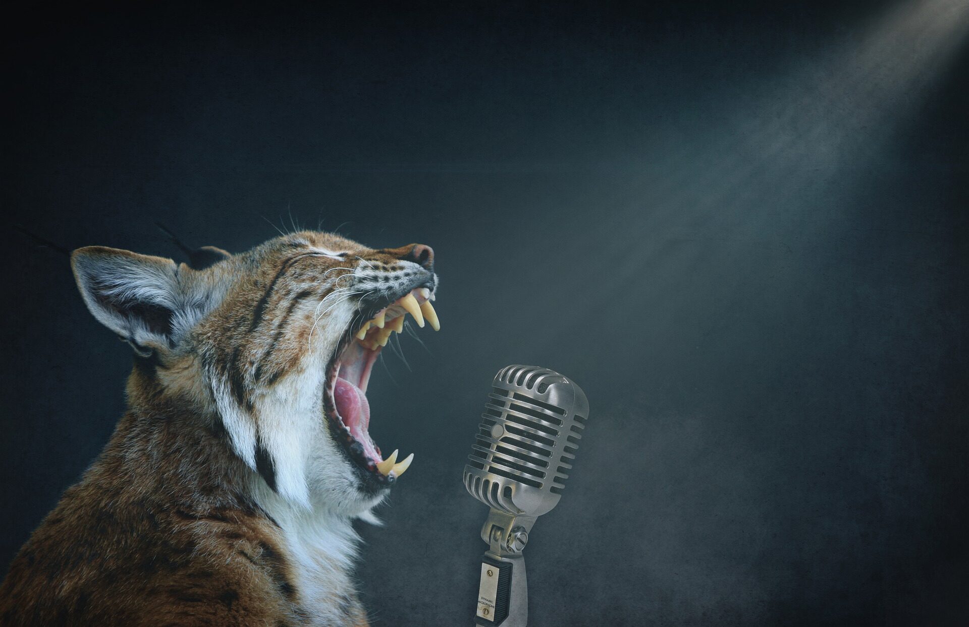 Singing Lynx
